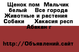 Щенок пом. Мальчик белый  - Все города Животные и растения » Собаки   . Хакасия респ.,Абакан г.